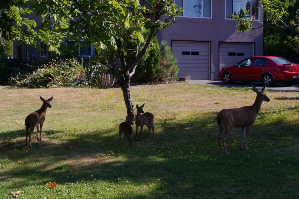 DEER IN YOUR YARD TOO?